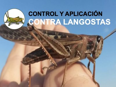 Control y Aplicación contra Langostas
